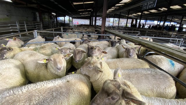 Lamb prices steady at marts with the weather disrupting normal service