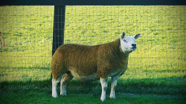 North East Texel Twilight sale set for this Thursday