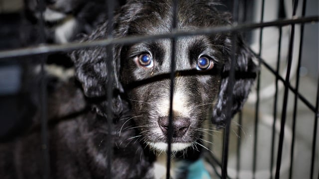 USPCA and DAERA urge people to not buy animals this Christmas