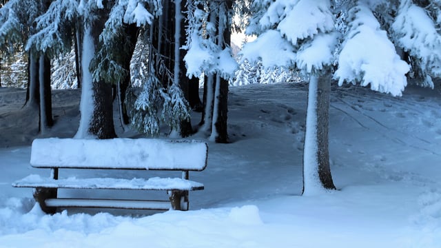 Opinion: What is your favourite Christmas poem?