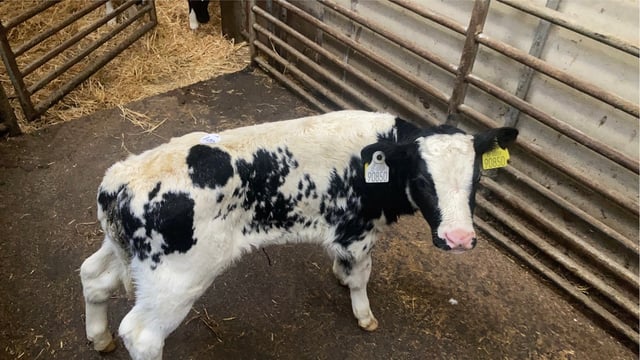 Well-fed calves a strong trade at Enniscorthy Mart