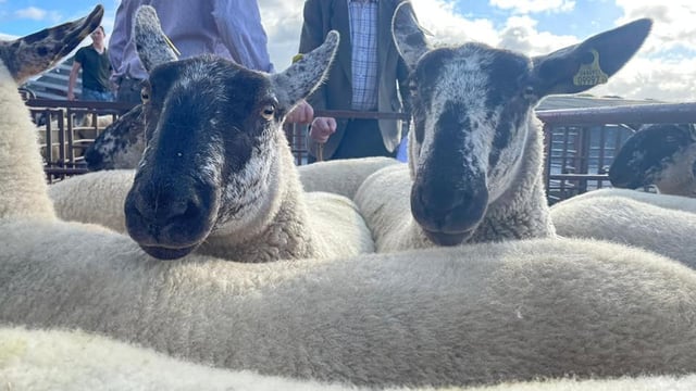 Market reassurance sought by sheep breeders' association