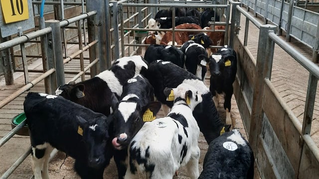 Calf trade building at Bandon Mart