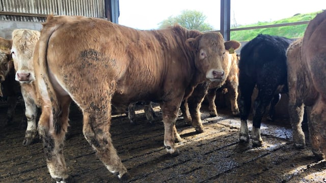 Factory quotes: Rising beef price approaching last year's peak
