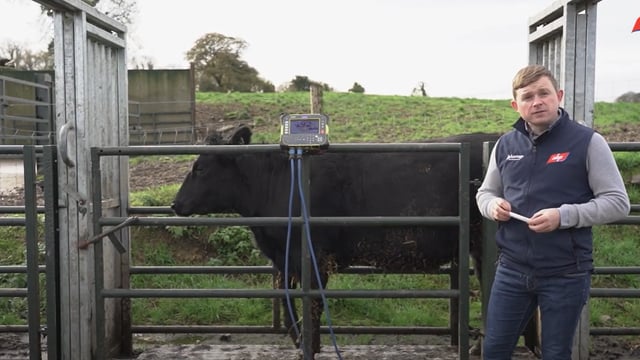 Video: Sire impact on weight gain of dairy-beef heifers