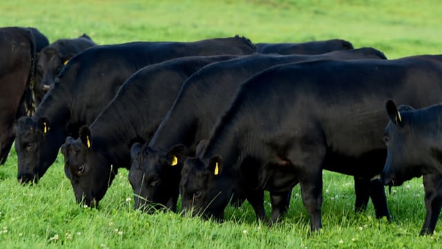 Certified Irish Angus Schools Competition finalists revealed