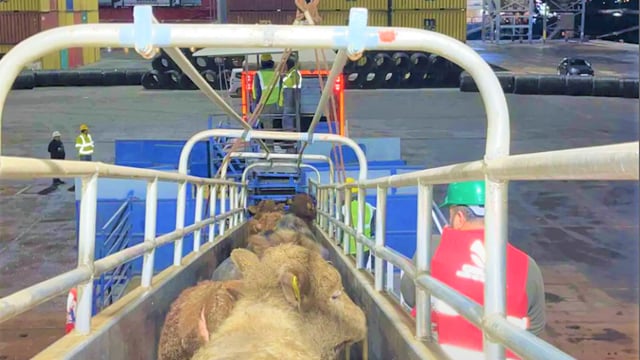 3,300 Irish bulls unloaded at Bandirma Port in Turkey