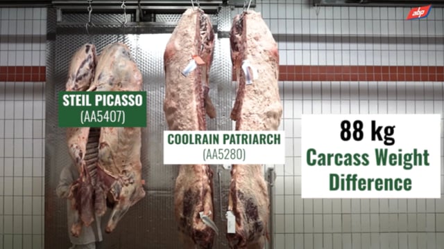 Video: Comparing 2 Angus dairy-beef carcasses at ABP Slaney