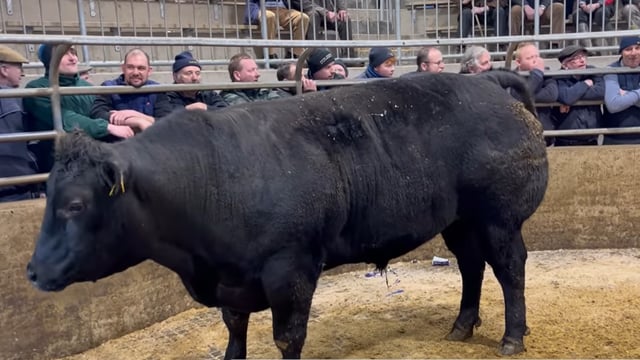 Carnew fatstock sale: 'Such a trade was never seen before'