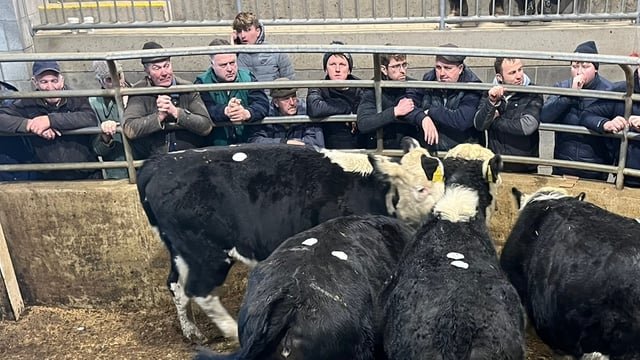 Cattle trade continues to strengthen at Carnew Mart