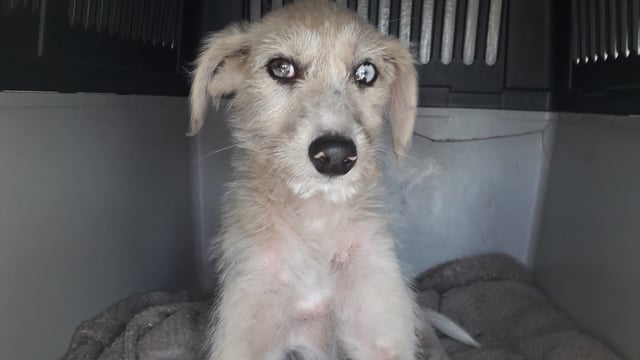 Three family members sentenced for breaches of animal welfare