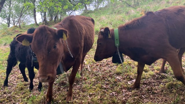 Report: Virtual fencing can be valuable tool for conservation grazing