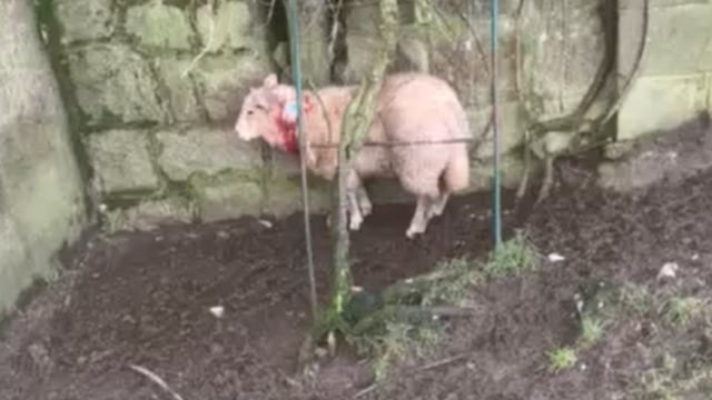 Video: Two sheep injured after attack in Carlow