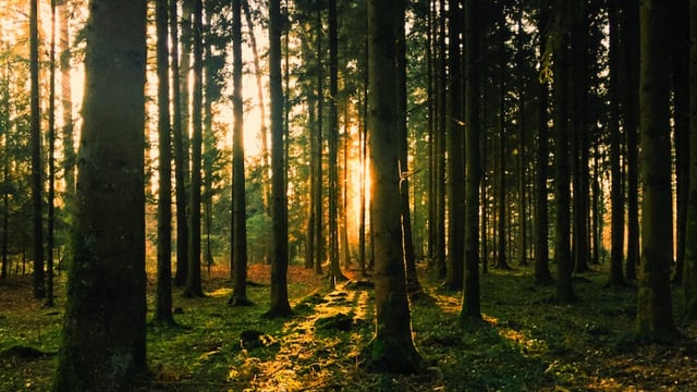 Coillte 'needs to change' - Ryan