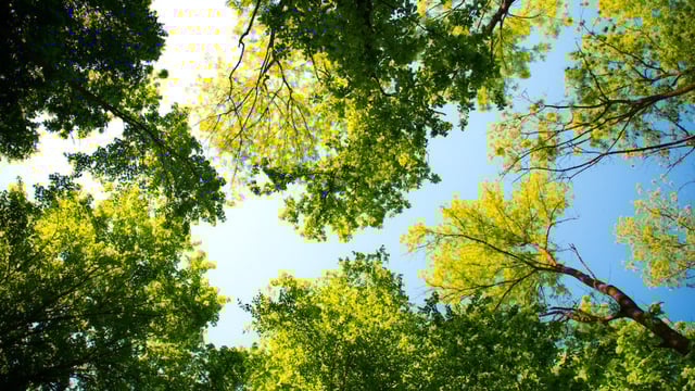 INHFA forestry rally to take place in Leitrim today
