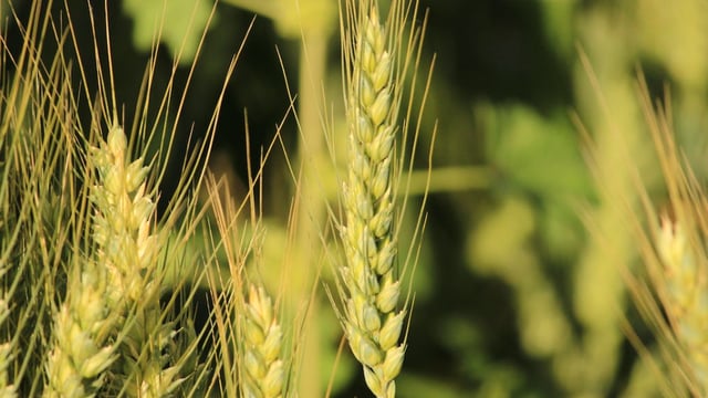 Plant breeding to underpin sustainability within tillage sector