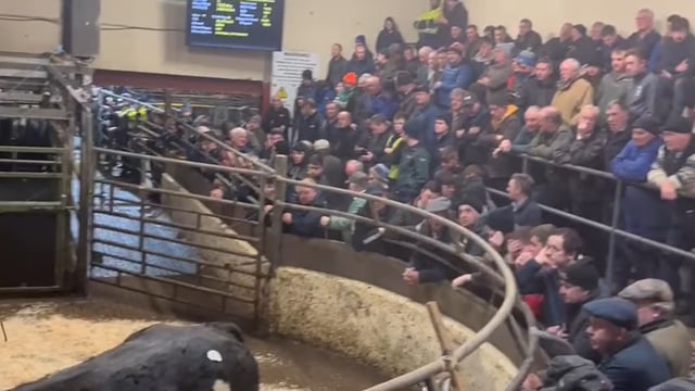 €5,400 paid for Charolais-cross heifer at Carrigallen Mart