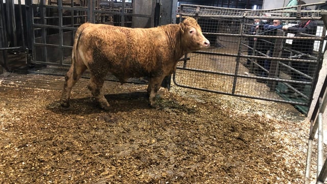 Factory quotes: Cattle price rising at factories and soaring at marts