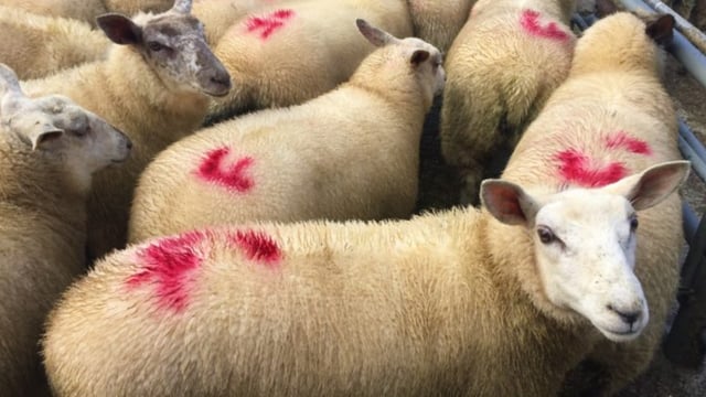 Dawn Meats in deal to buy Kildare Chilling