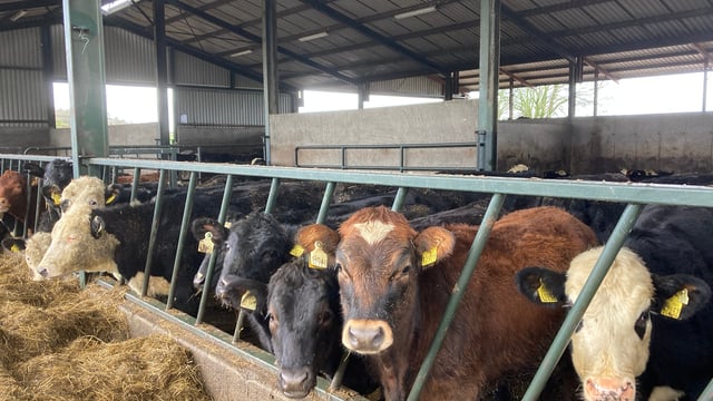 ABP Demo Farm: Cutting meal bills while boosting cattle thrive