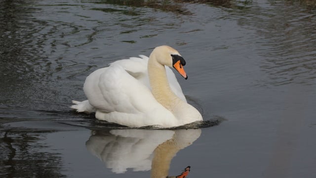 Tipperary farmer fined €1,000 for killing 2 swans