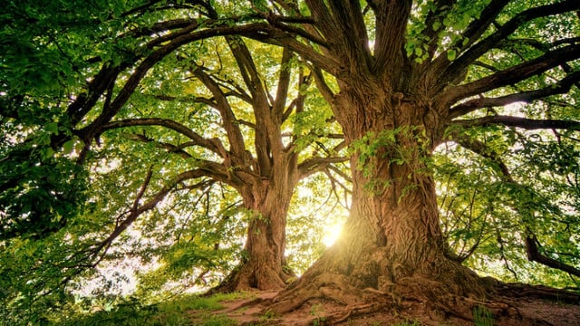Coillte has 'turned back' on farmers - Rural Independents