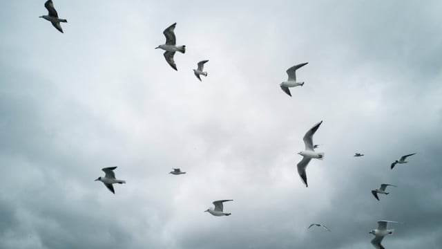 Renewed bird flu warning as dead sea birds appear on coasts