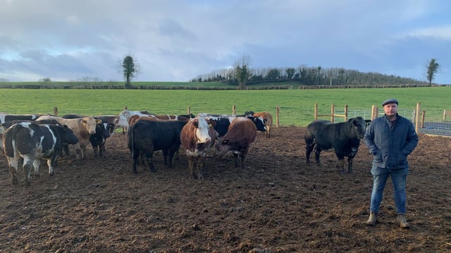 Beef Focus: How 'Herbie's Heifers' is growing its suckler customer base