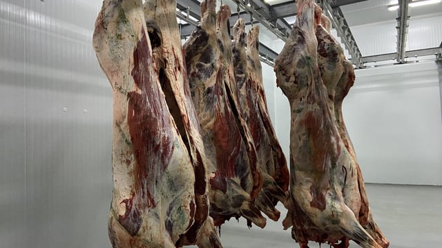 Beef kill: Prime cattle tighten but cow supply remains high