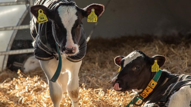 DAERA and CAFRE advise on how to efficiently house calves