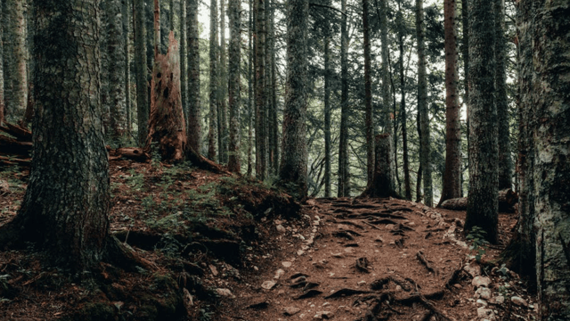 Has Coillte gone 'rogue' on the government? - Bacik