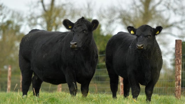 How an additional 70c/kg can be secured at the factory for cattle