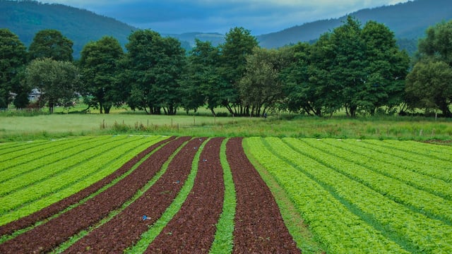 Tillage: Phosphate versus phosphite