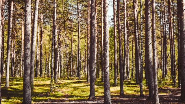 Forestry Knowledge Transfer Group Scheme reopens