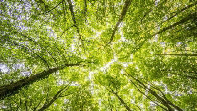 Strong support for proposal to create new forestry fund