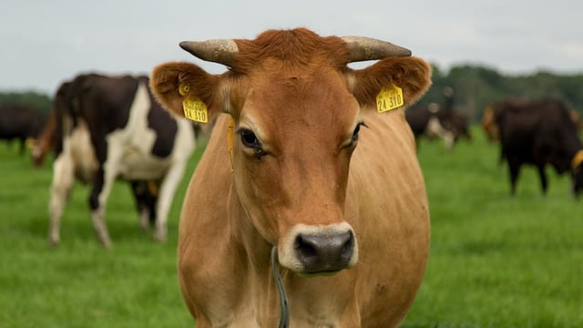 Irish-owned dairy farm in Germany seeks manager