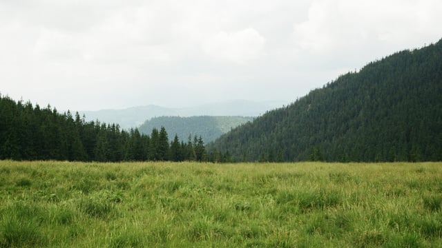 Rate of carbon sequestration in Ireland could be underestimated