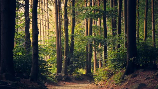 Coillte 'kept ministers involved' in its forestry plans