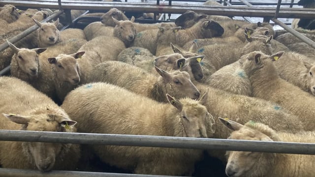 Series of lamb cuts sees over €11 wiped off a 22.5kg carcass