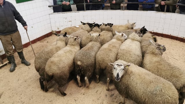 Sheep marts: Trade remains in a tough place