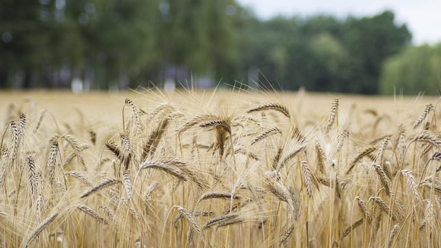 EU cereals 'may never recover' amid continuing Ukrainian imports