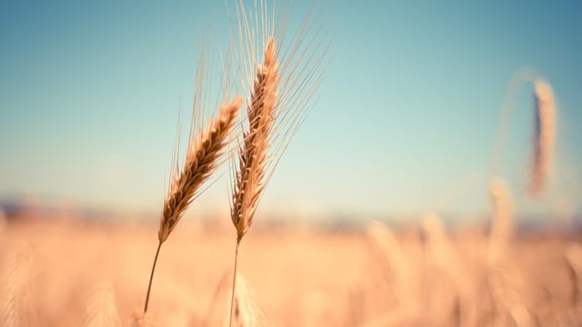 Renewal of Ukraine trade arrangements to 'jeopardise' EU farming