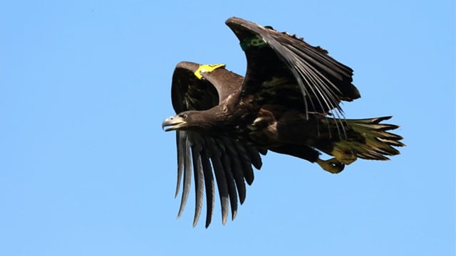 Information sought after poisoned white-tailed eagle discovered