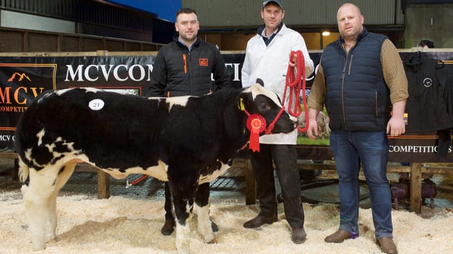 Weanling heifer sells for £13,000 at Clogher Mart