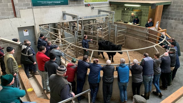 Mart report: General cattle sale at Ardee Mart