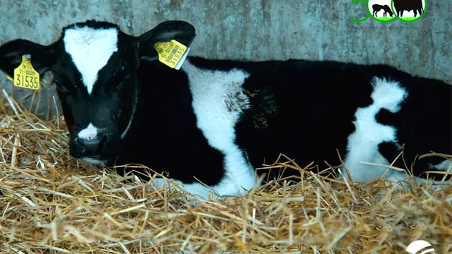 Spring Calf Series: What to consider when buying a calf
