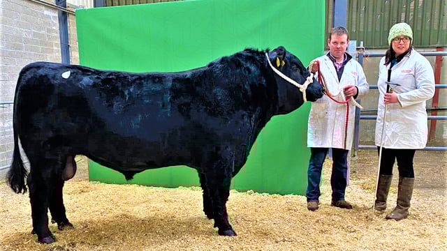 Rebel-bred bull takes top price at Carrick pedigree sale