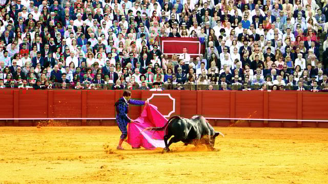 Columbian sanctuary saves fighting bulls from slaughter