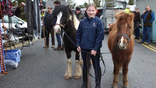 Tradition of annual horse fair alive and kicking in Newmarket