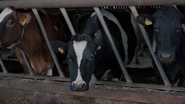 TAMS 3 to open for animal welfare today